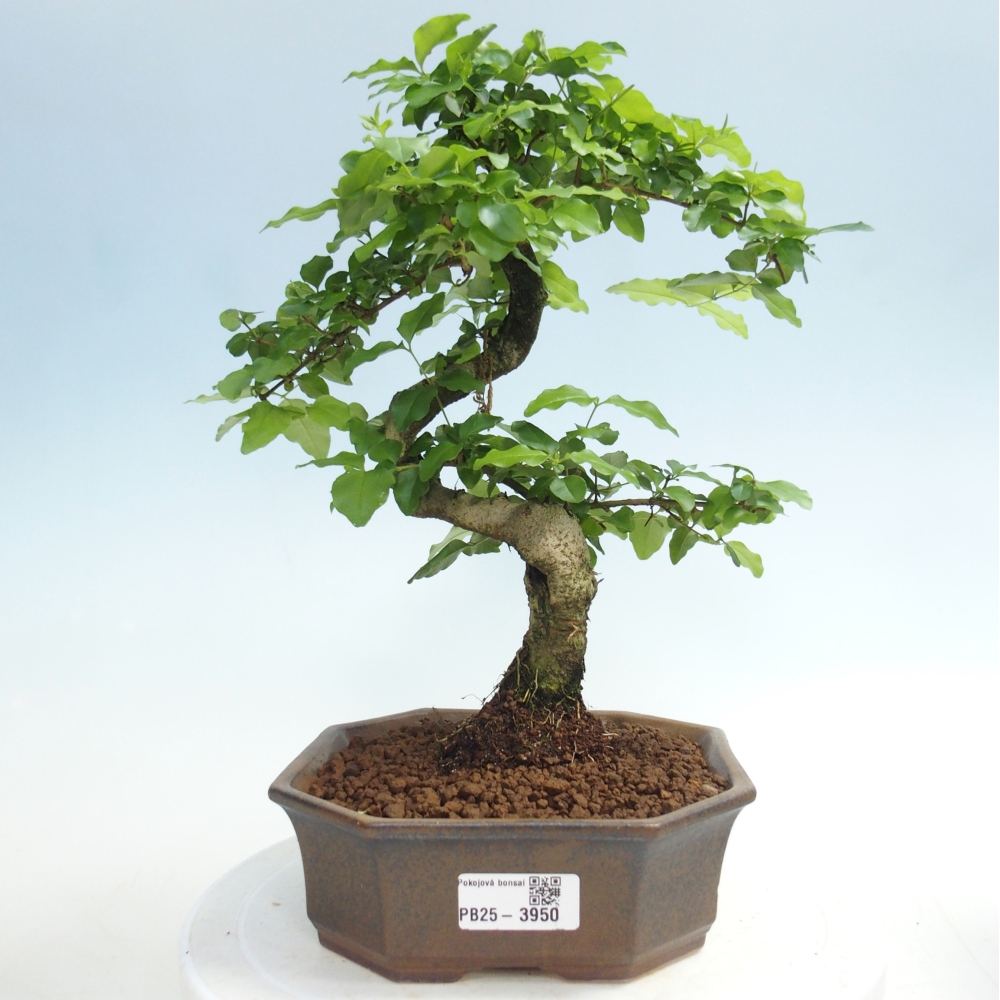 Pokój bonsai - Ligustrum chinensis - Dziób ptaka