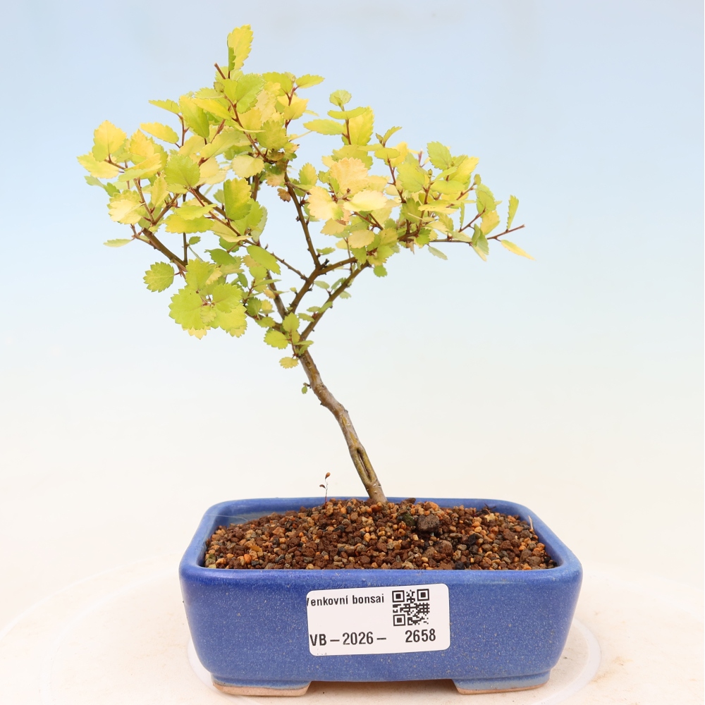 Bonsai ogrodowe – brzoza karłowata – Betula NANA Golden Treasure
