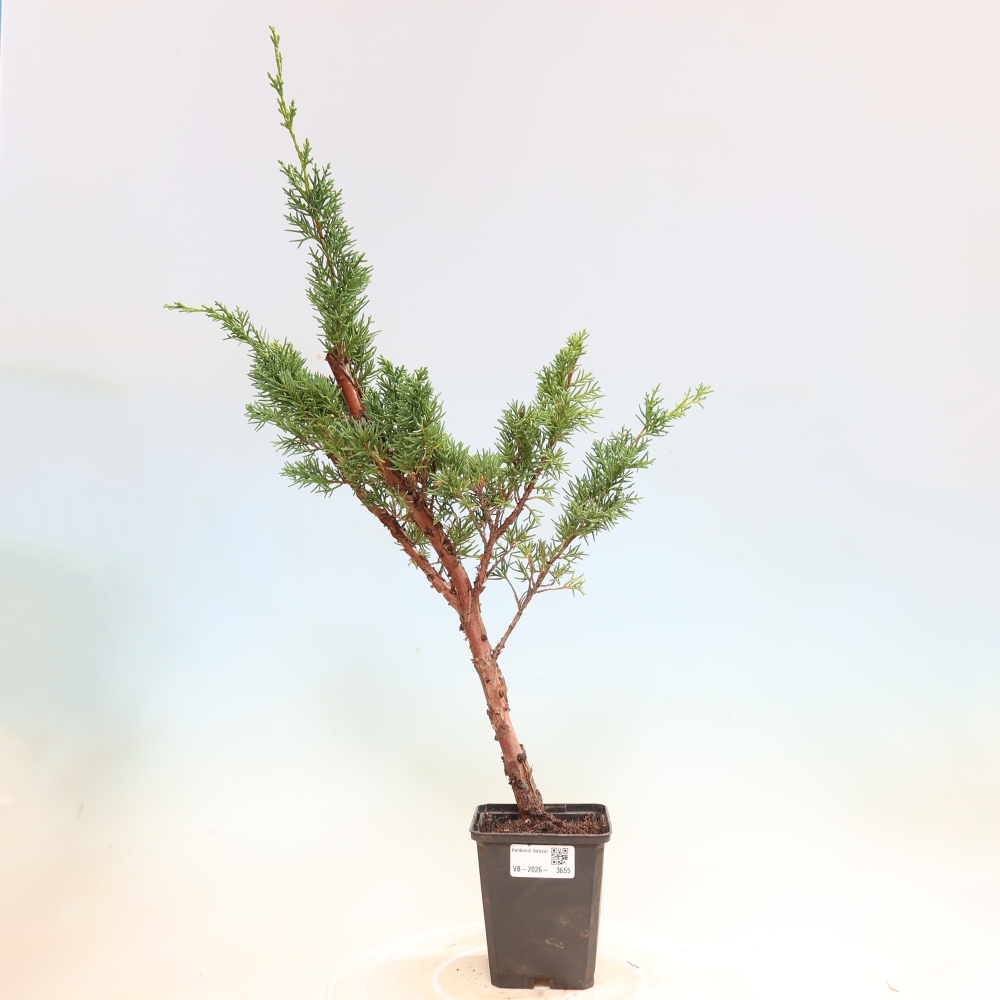 Outdoor bonsai - Juniperus chinensis Kishu