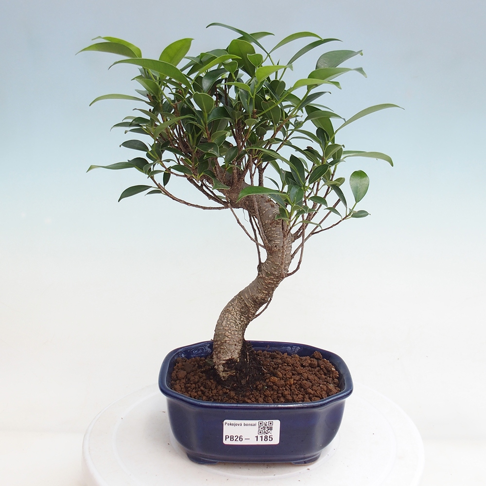 Pokój bonsai - Ficus retusa - figowiec drobnolistny