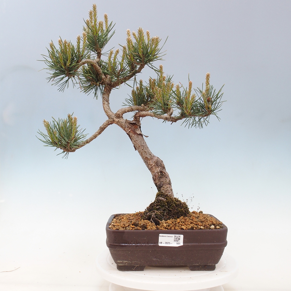 Outdoor bonsai - Pinus Sylvestris - sosna zwyczajna