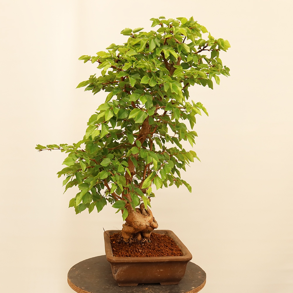 Bonsai plenerowe - Carpinus Coreana - grab koreański