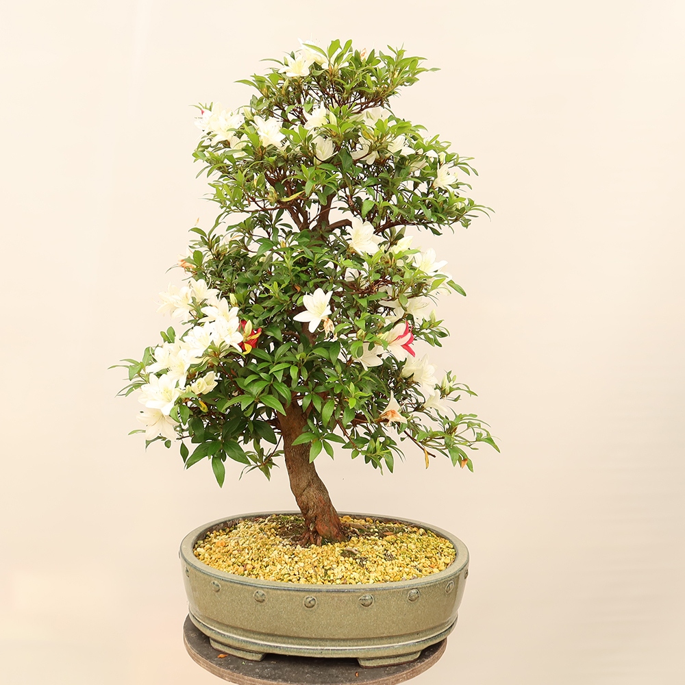 Bonsai zewnętrzne - Azalia japońska - Azalia CHIHIRO