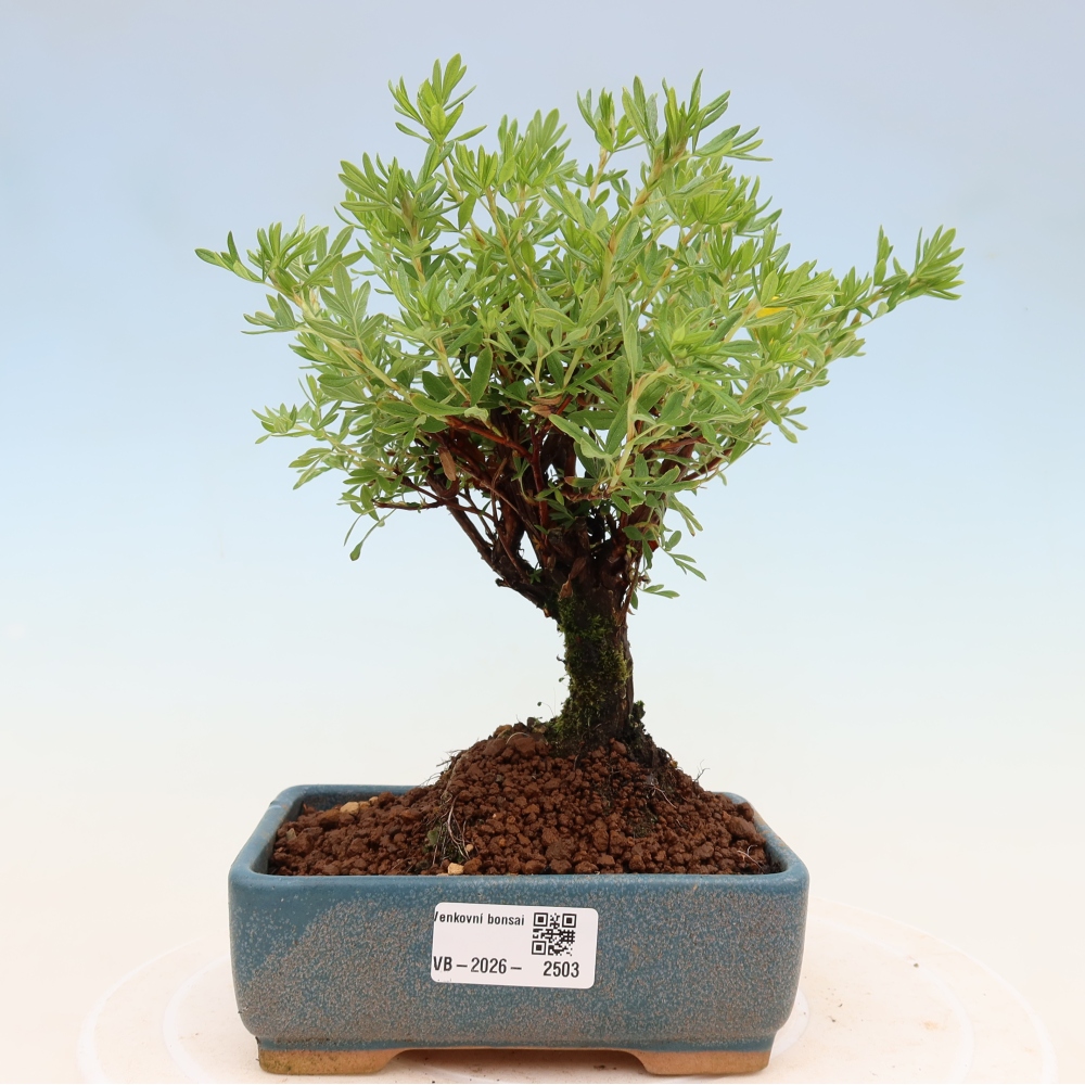 Bonsai zewnętrzne - Potentila fruticosa