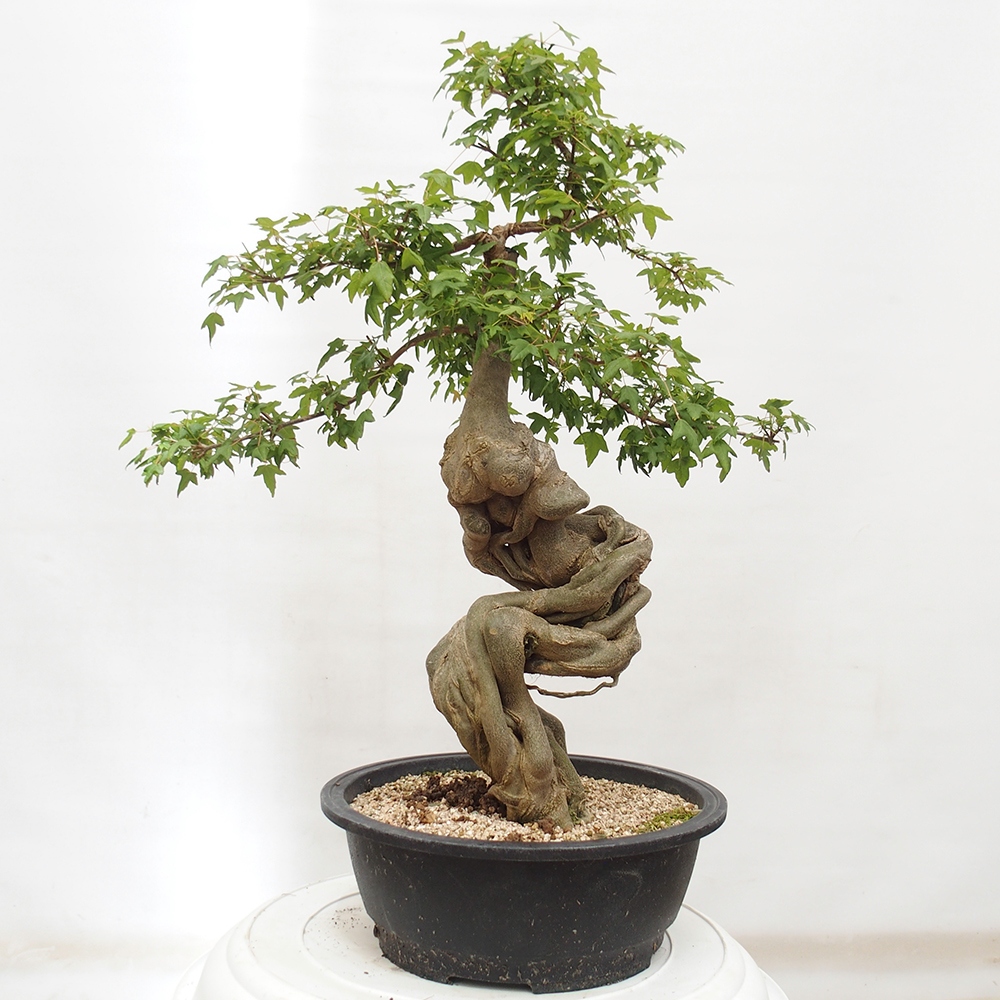 Outdoor bonsai - Maple Buergerianum - Burger Maple