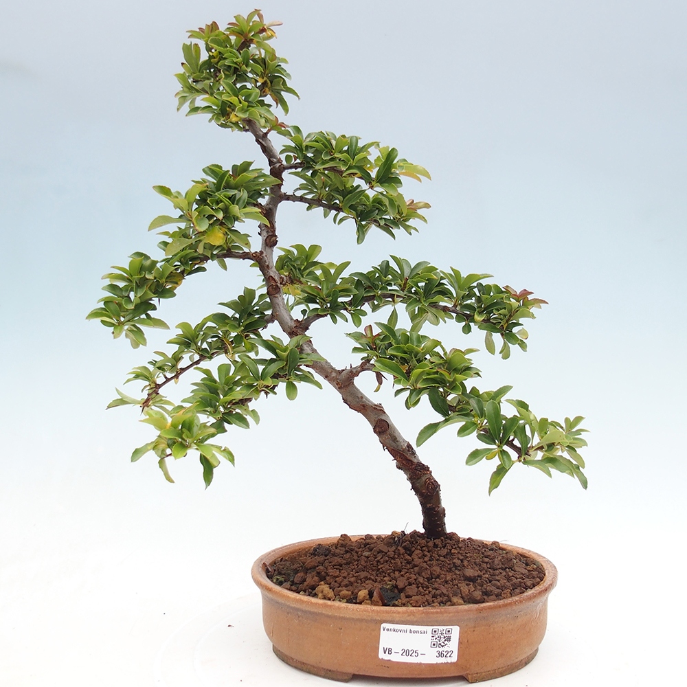 Outdoor bonsai-Pyracantha Teton -Hlox