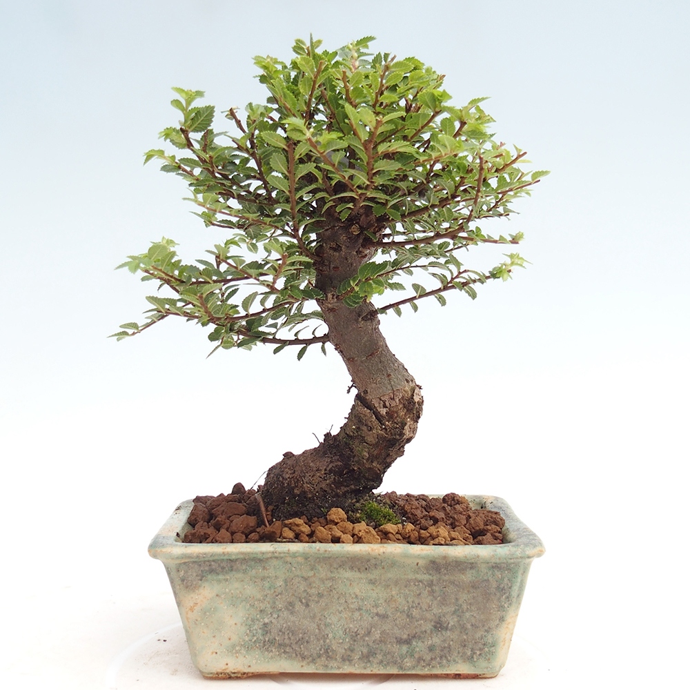 Bonsai zewnętrzne - Ulmus parvifolia Hokkaido - wiąz chiński