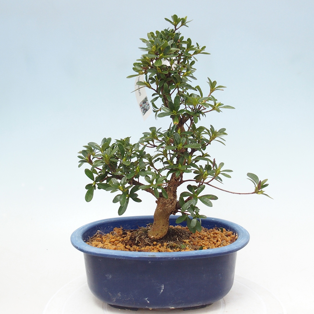 Bonsai zewnętrzne - Azalia japońska - Azalia Asahi-no-izumi
