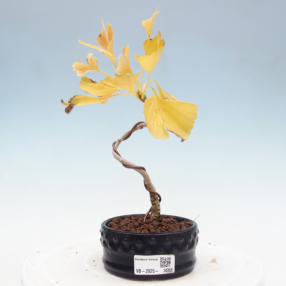 Outdoor bonsai - Ginkgo biloba