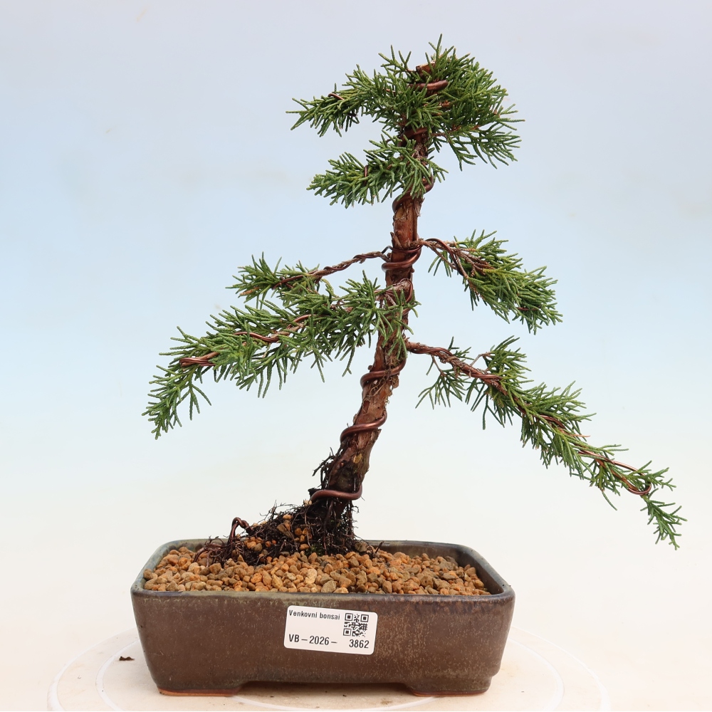 Outdoor bonsai - Juniperus chinensis Kishu