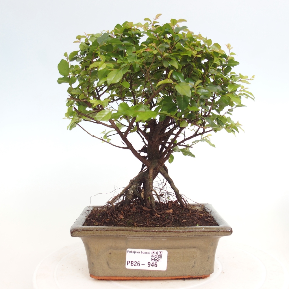 Bonsai pokojowe - Sageretia thea - Sageretia thea