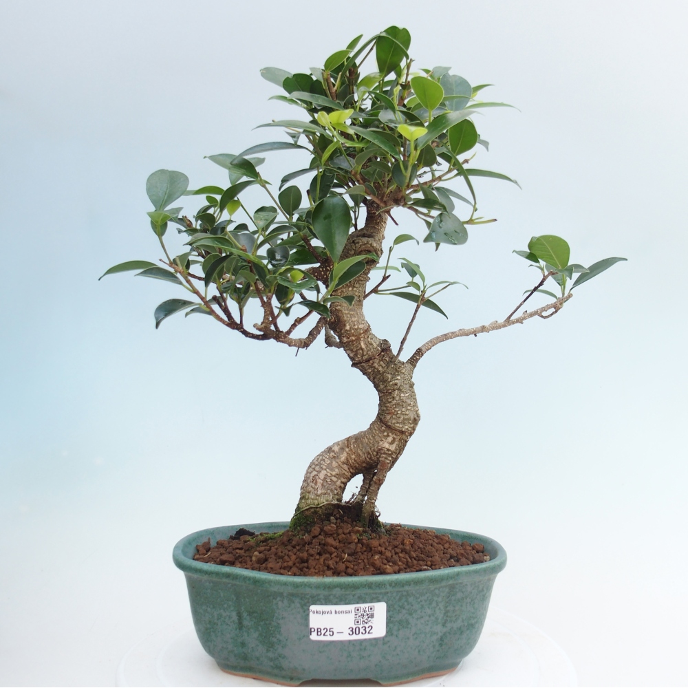 Kryty bonsai - Ficus retusa - figowiec drobnolistny