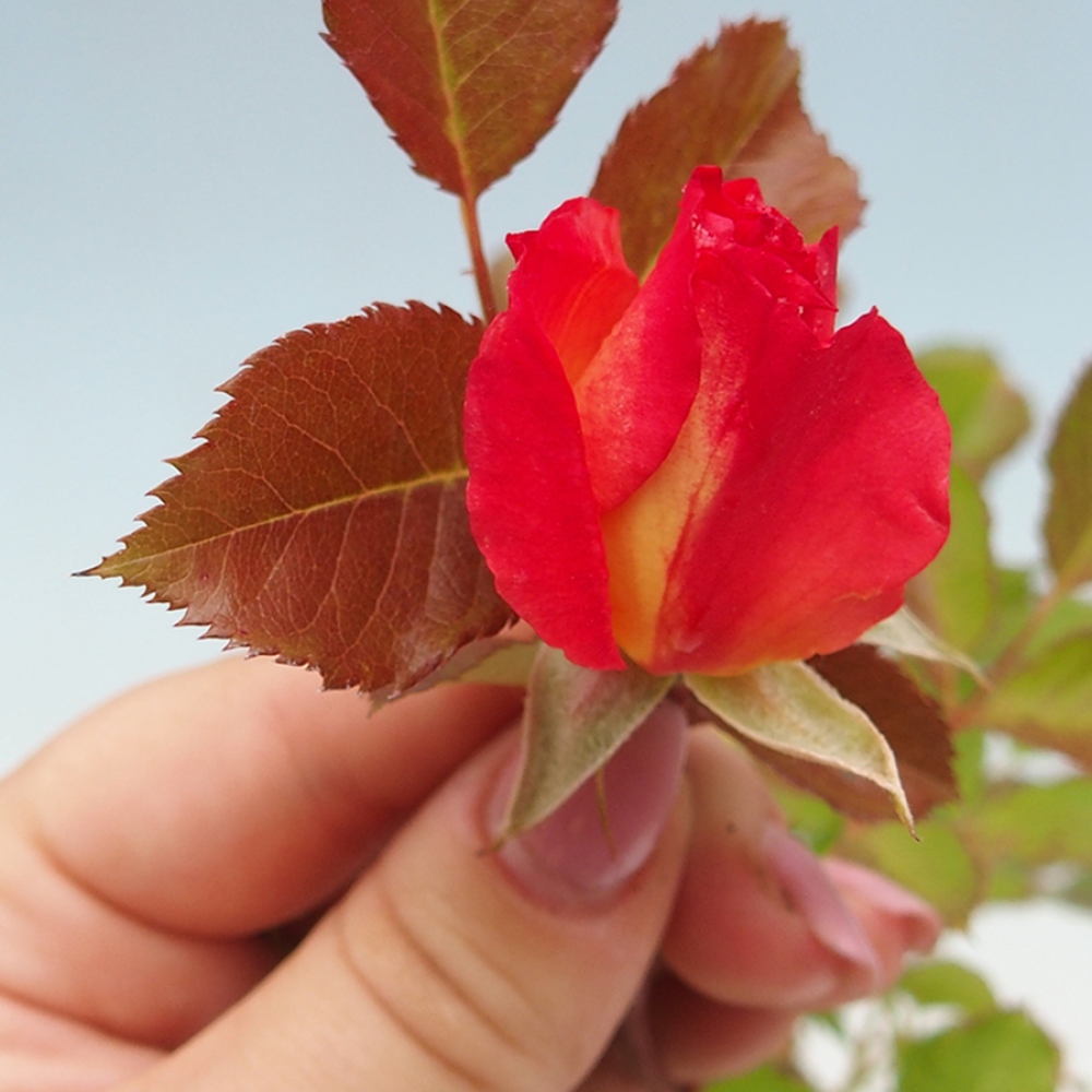 Bonsai na zewnątrz - Rosa Kordes - róża 