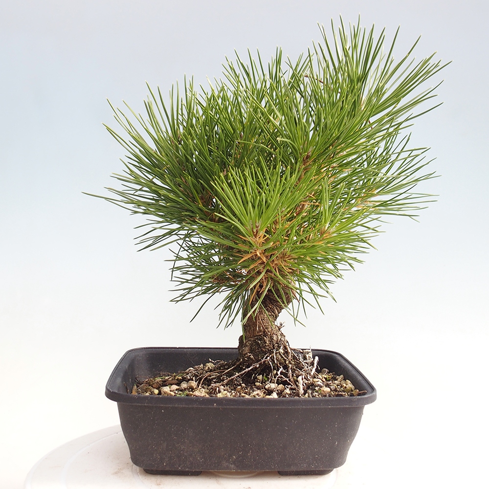Outdoor bonsai - Pinus thunbergii - sosna Thunberga