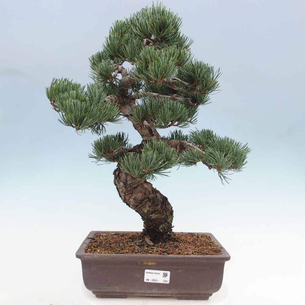 Outdoor bonsai - Pinus parviflora - Mała sosna