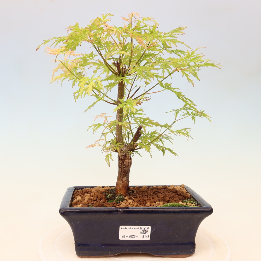 Bonsai ogrodowe – Acer palmatum Dissectum – klon palmowy 