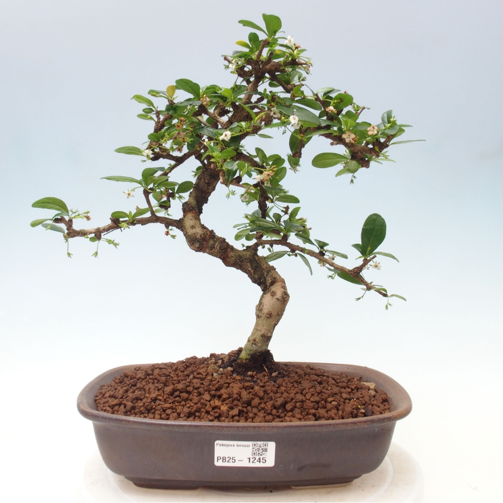 Pokój bonsai - Carmona macrophylla - Tea fuki
