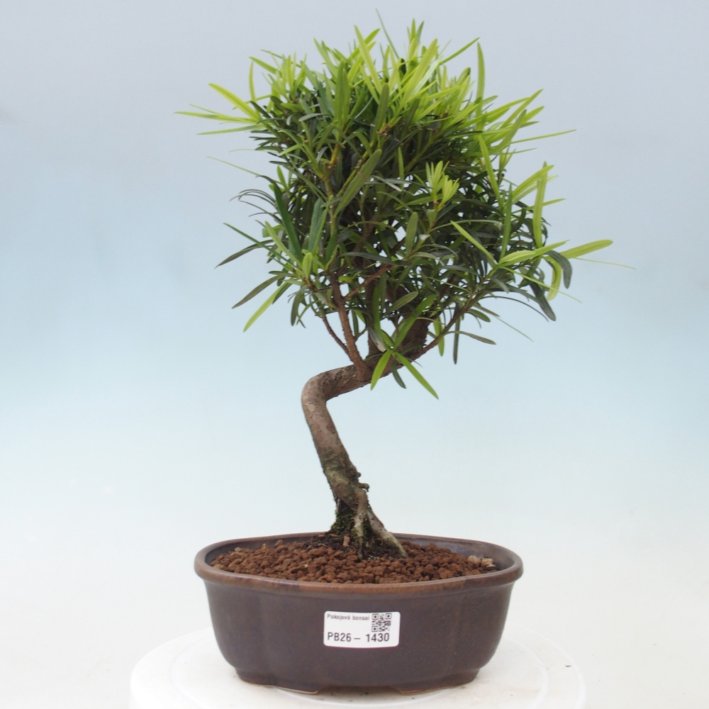 Pokój bonsai - Podocarpus - Kamienny cis