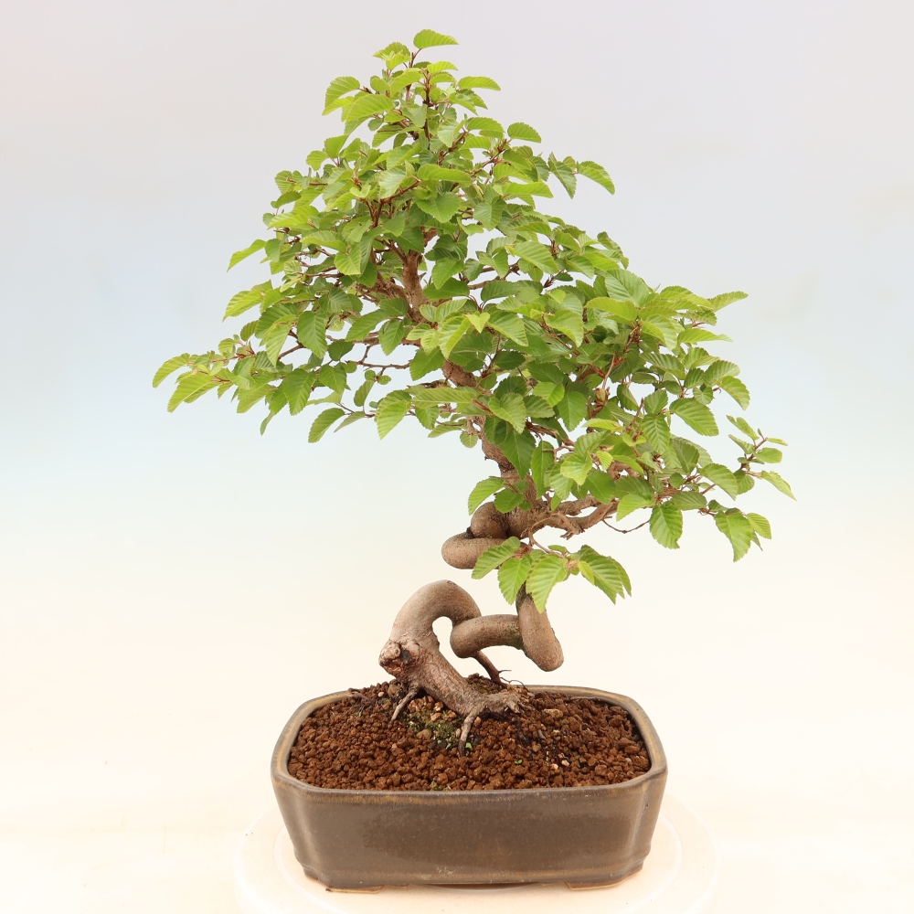 Outdoor bonsai - Carpinus coreana - grab koreański