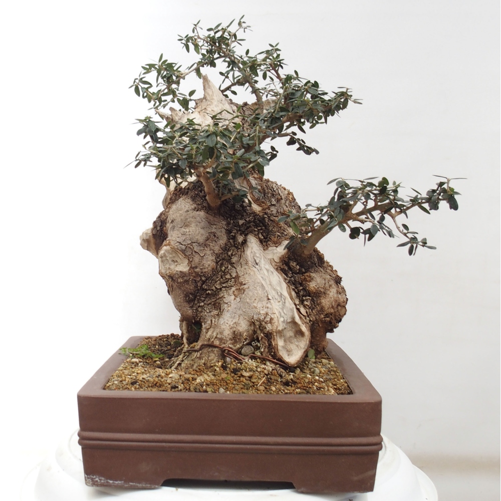Kryte bonsai - Olea europaea sylvestris - Europejska oliwa z małych liści