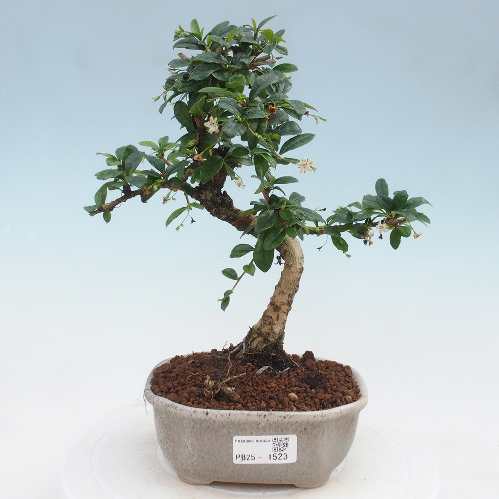 Bonsai wewnętrzne - Carmona makrophylla - Herbata Fuki