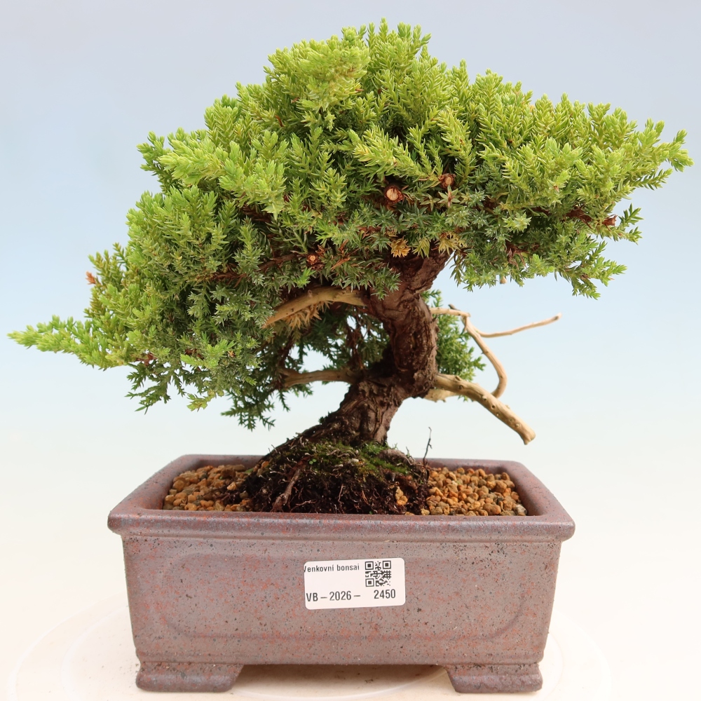 Bonsai ogrodowe – Juniperus procumbens – Jałowiec rozłożysty