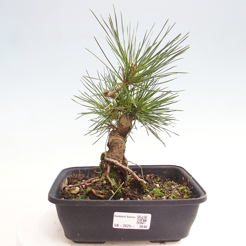 Outdoor bonsai - Pinus thunbergii - sosna Thunberga
