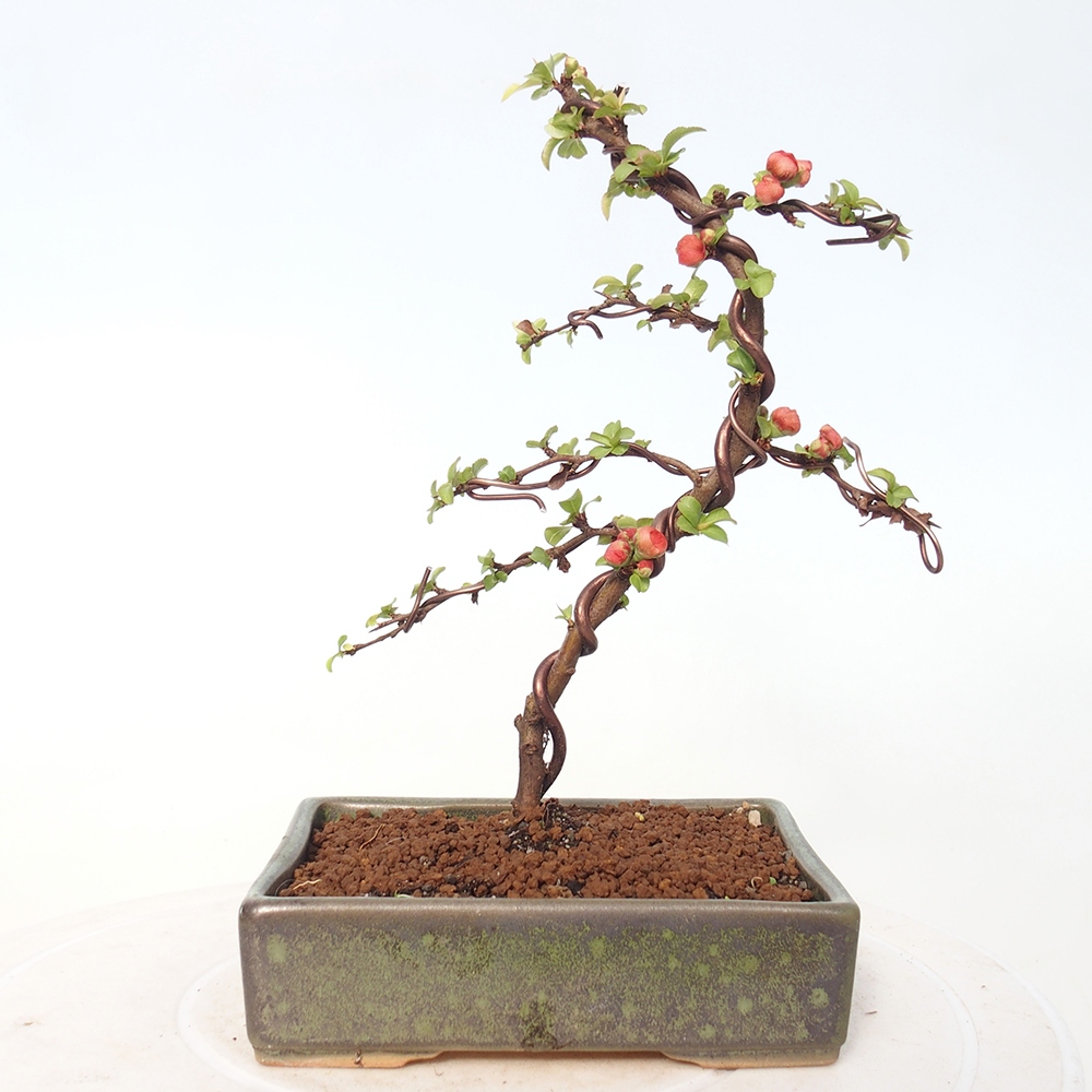 Outdoor bonsai - Chaneomeles s. Red Joy - Pigwa