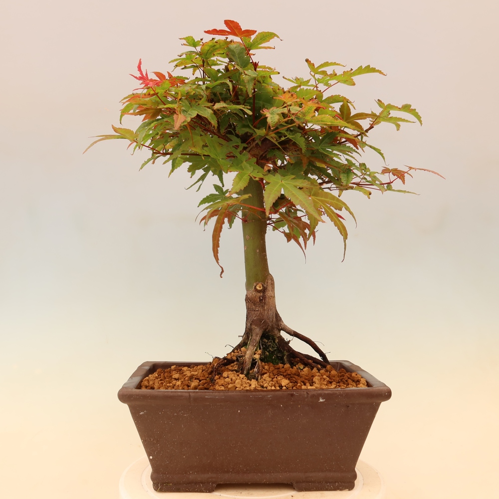 Klon pospolity - Acer palmatum Beni Tsukasa