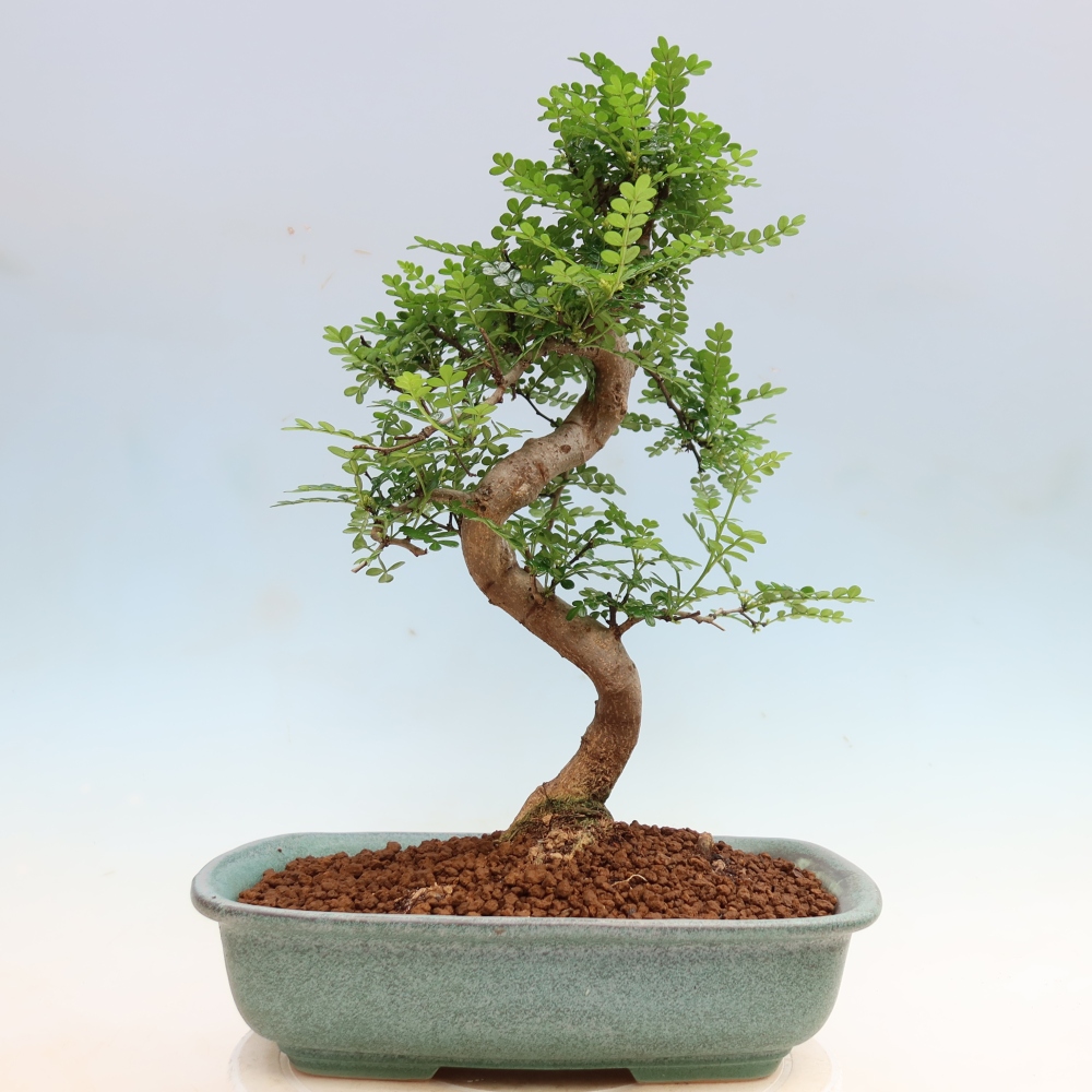 Pokój bonsai - Zantoxylum piperitum - drzewo pieprzowe