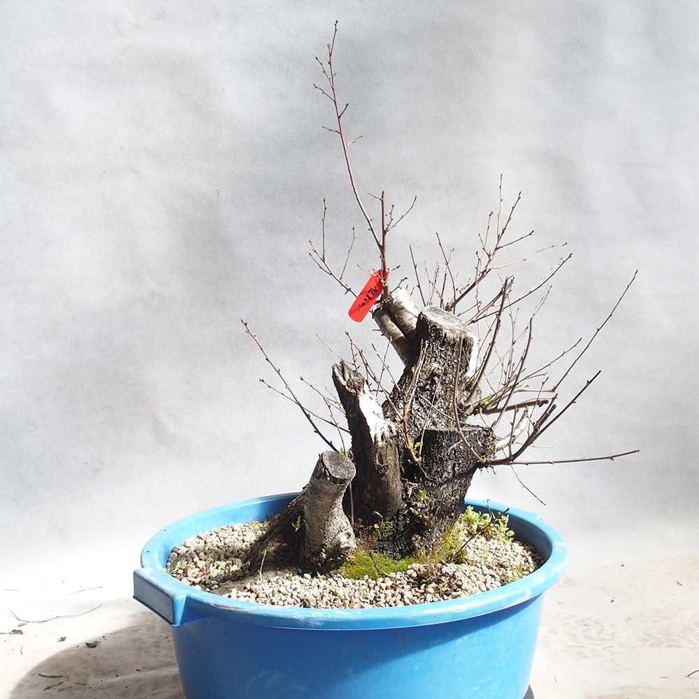 Outdoor bonsai -Mahalebka - Prunus mahaleb