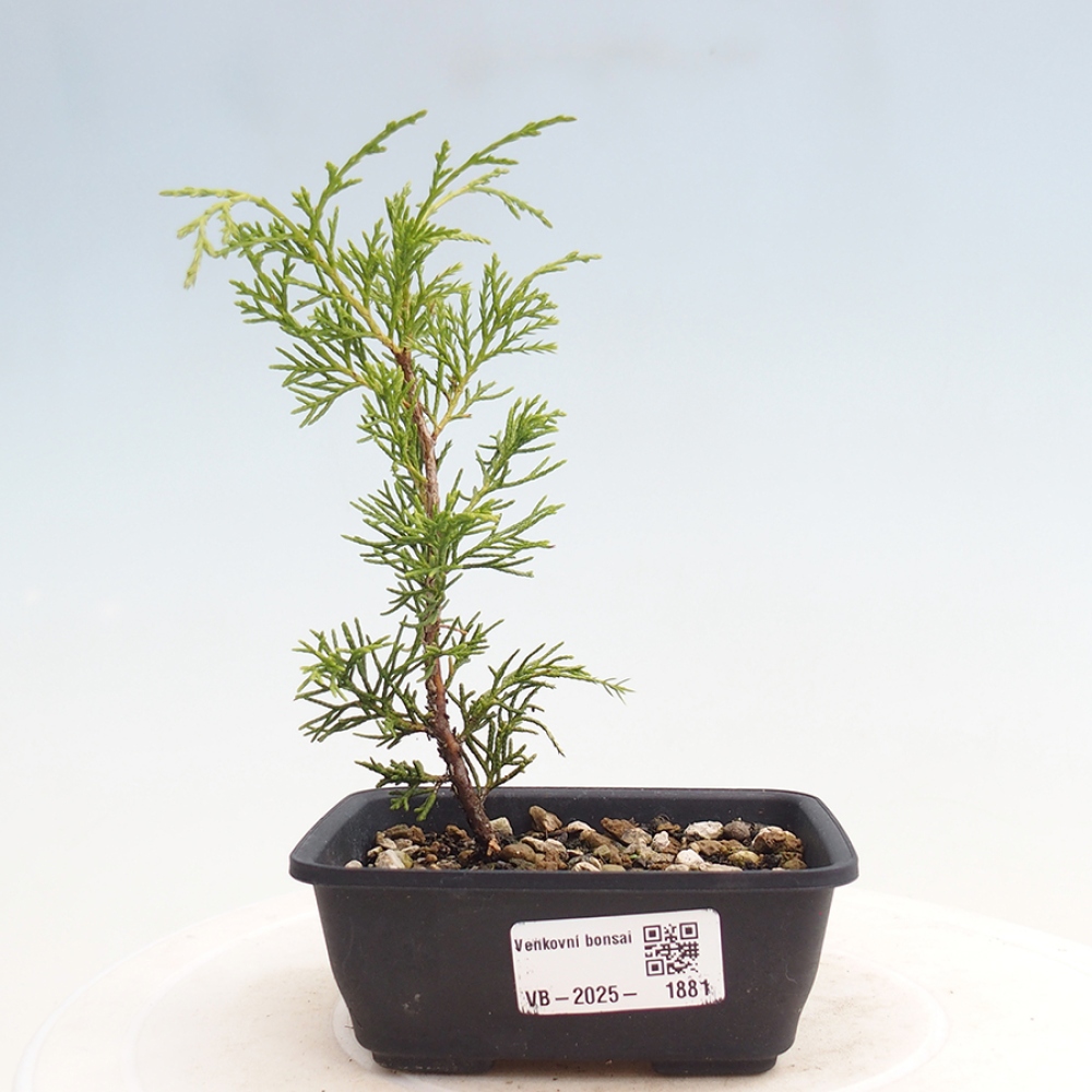 Outdoor bonsai - Juniperus chinensis Itoigawa - Jałowiec chiński