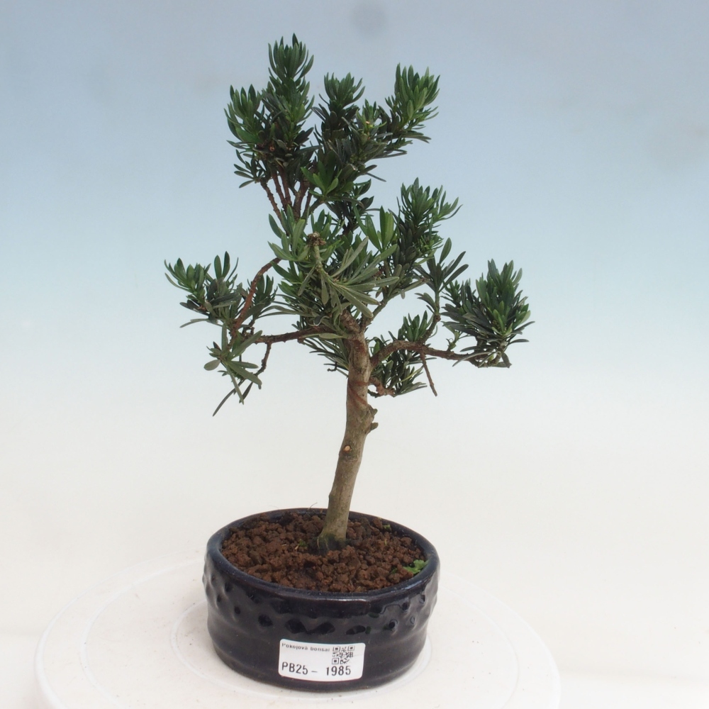 Kryty bonsai - Podocarpus - Kamień tys