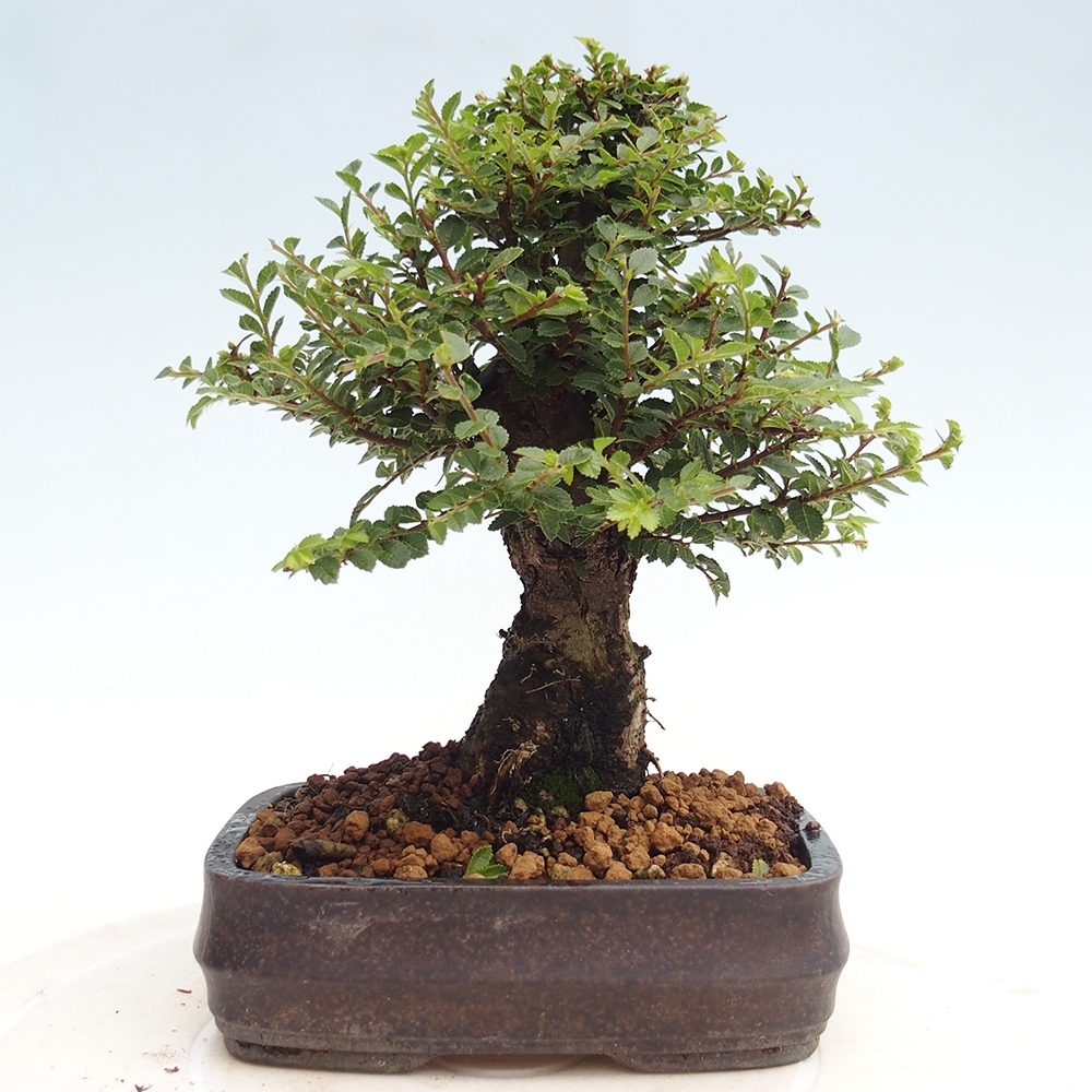 Bonsai zewnętrzne - Ulmus parvifolia Hokkaido - wiąz chiński