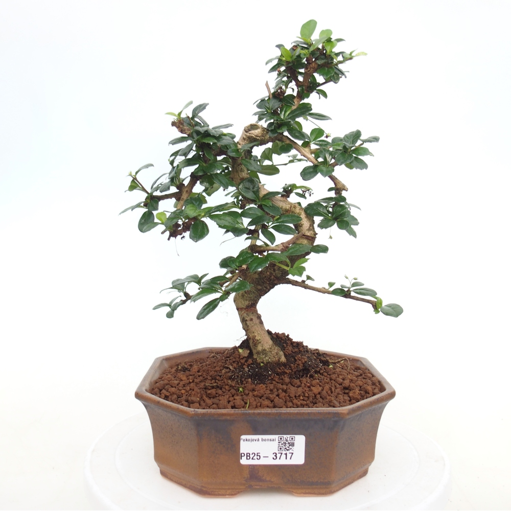 Bonsai pokojowe - Carmona macrophylla - Tea fuki