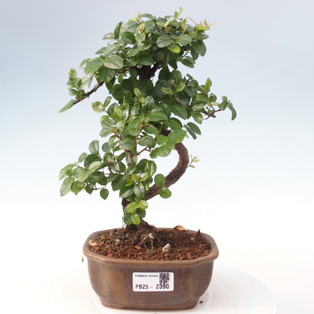 Bonsai wewnętrzne - Sagerécie thea - Sagerécie thea
