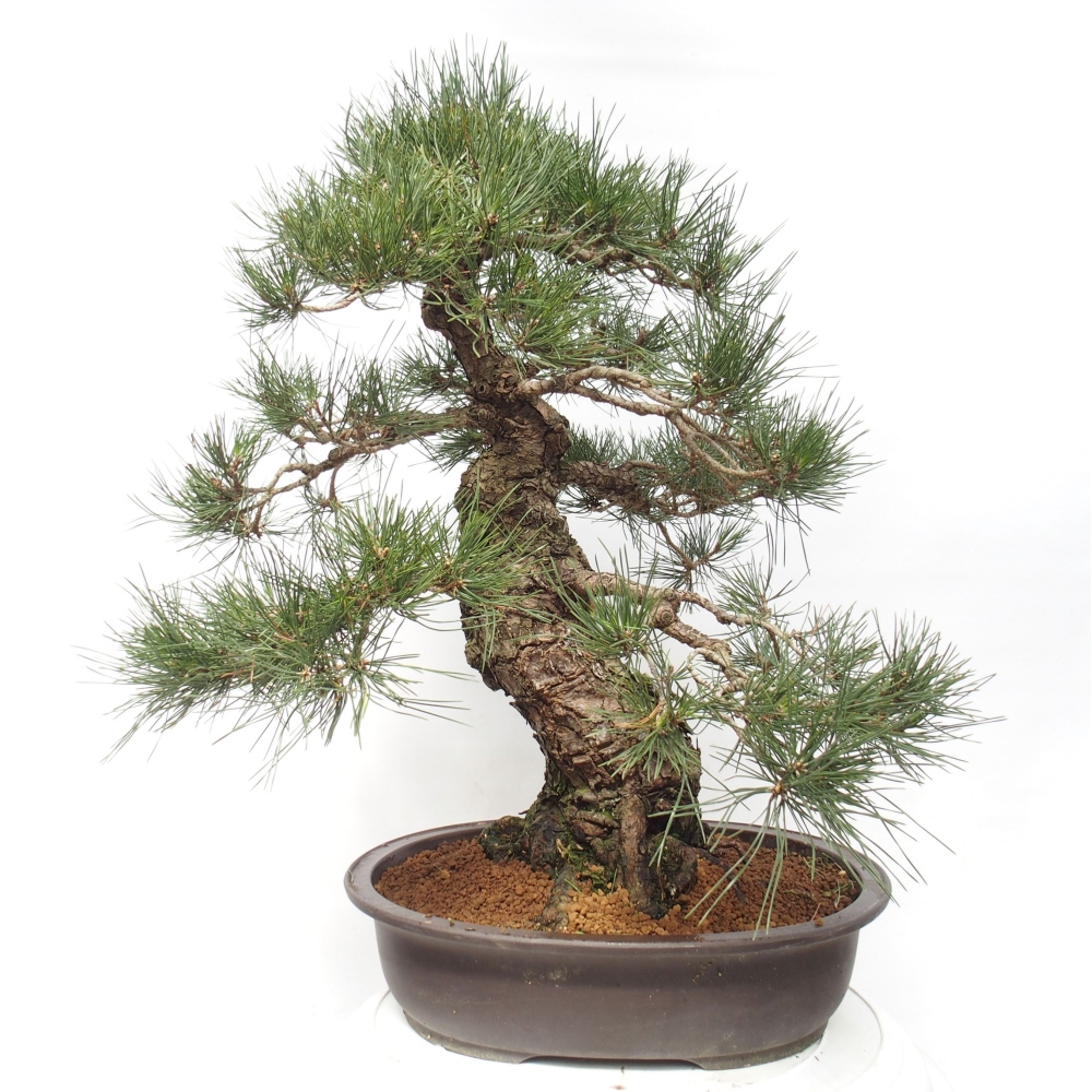 Bonsai ogrodowe - Pinus thunbergii - Sosna Thunberg