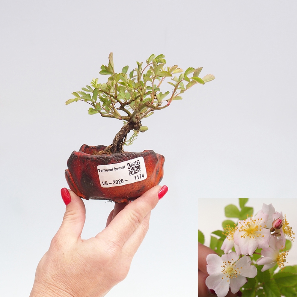Outdoor bonsai - Rosa sp. - róża drobnokwiatowa