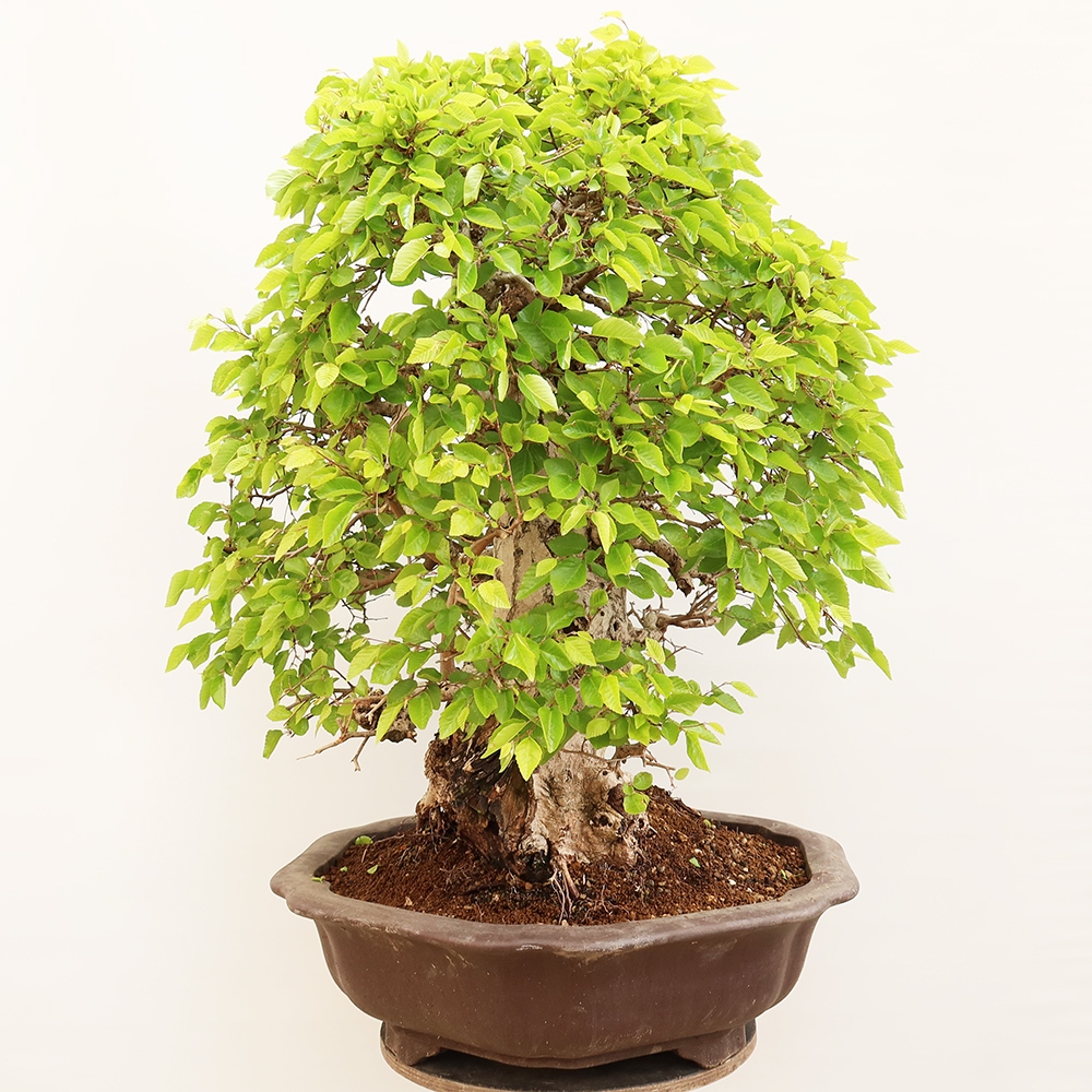 Bonsai plenerowe - Carpinus Coreana - grab koreański