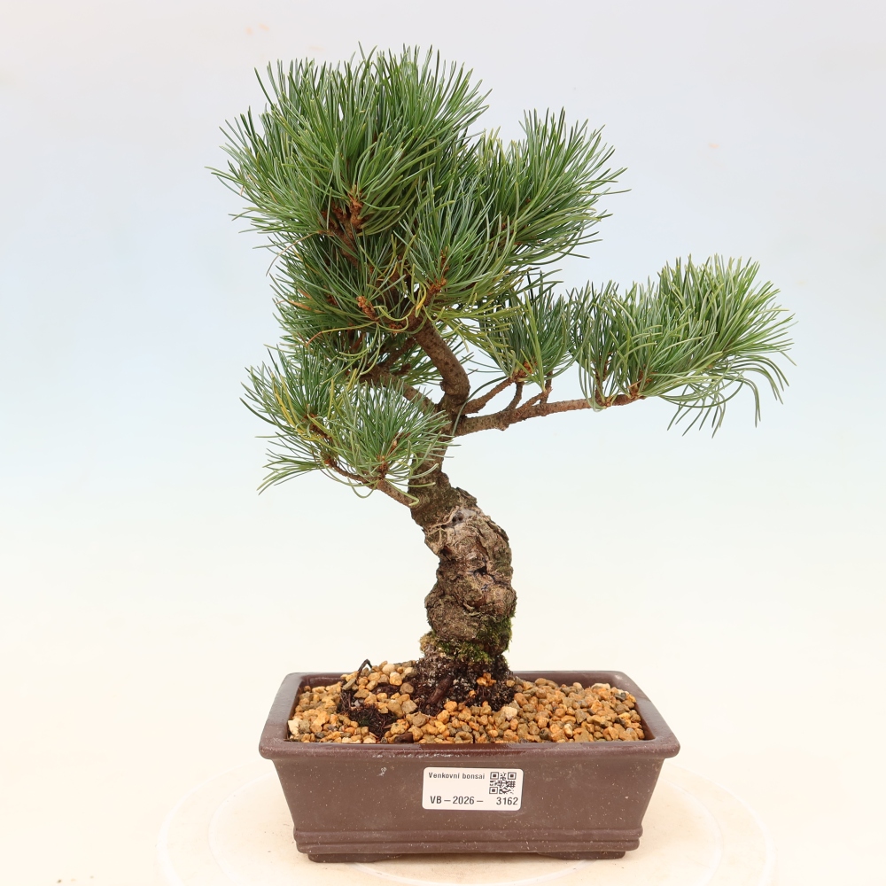 Outdoor bonsai - Pinus parviflora - Pinus parviflora