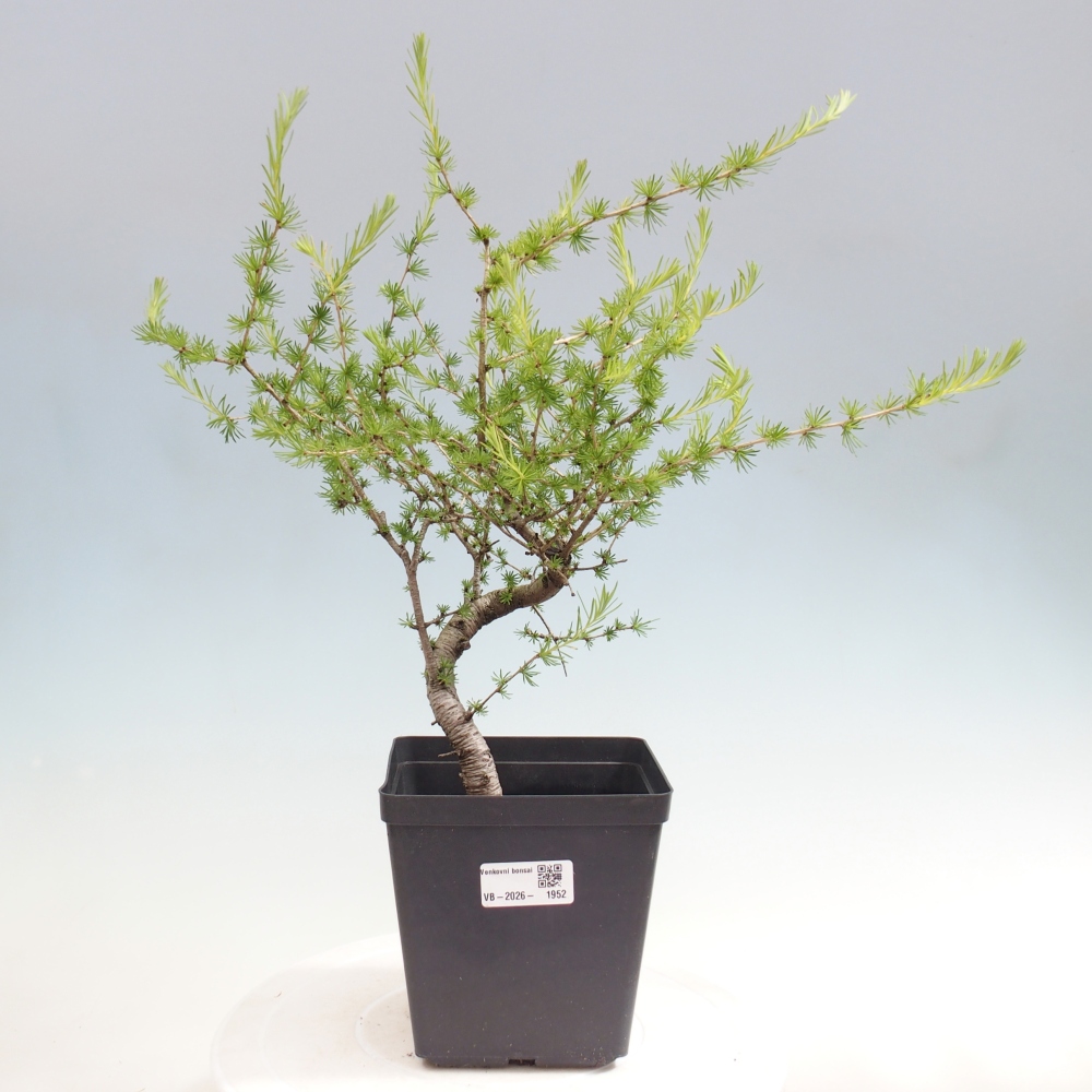 Bonsai zewnętrzne - Larix decidua - Modrzew