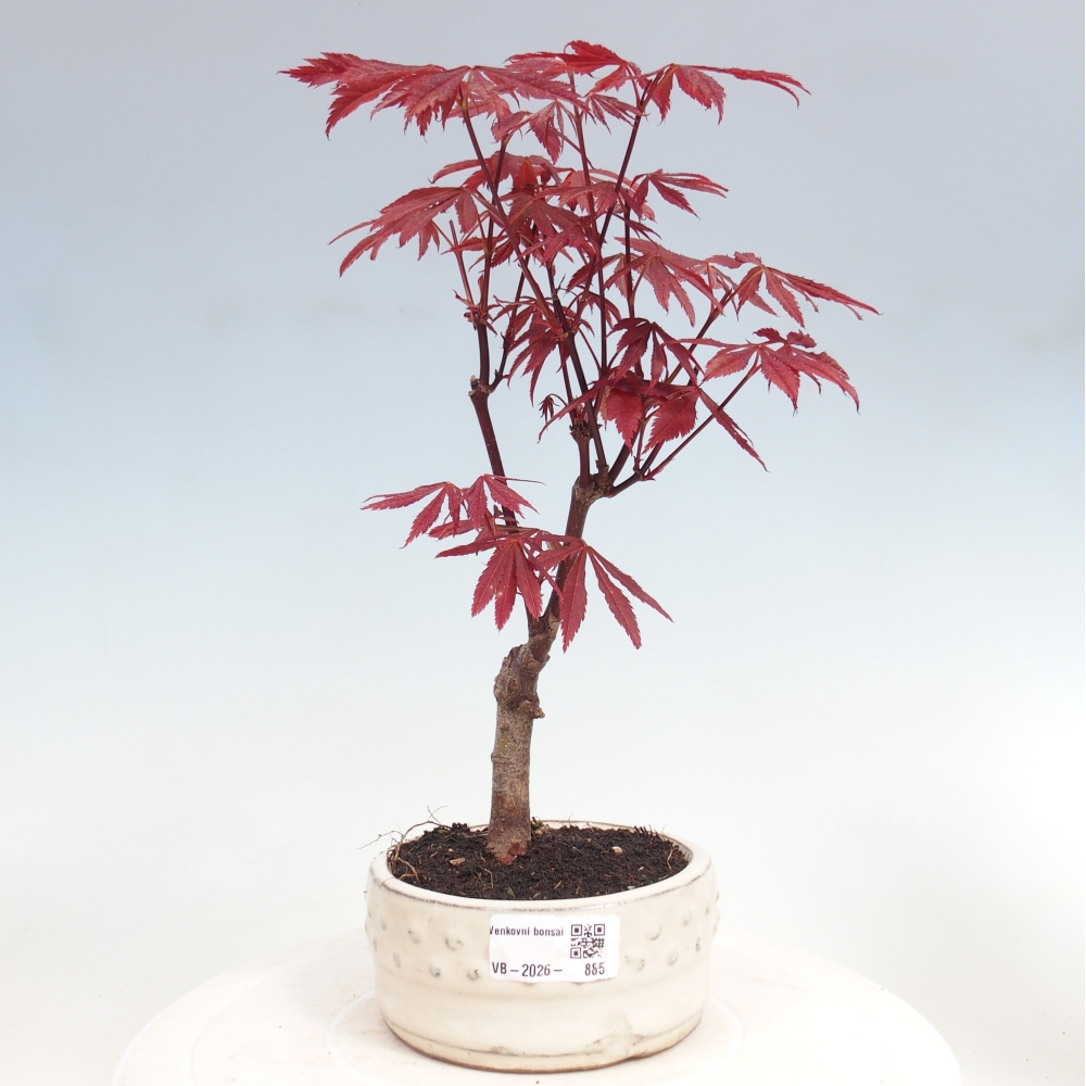 Outdoor bonsai - Palma Acer. Atropurpureum-Javor palmate