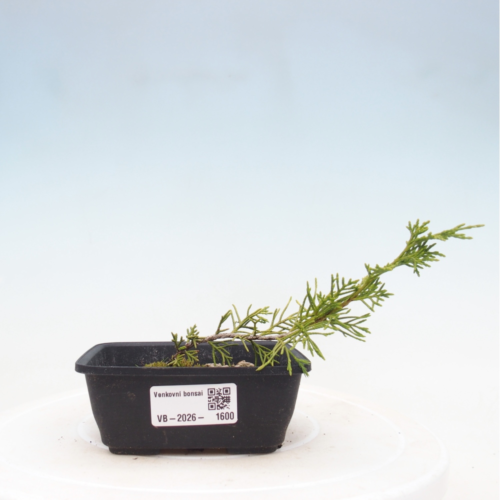 Outdoor bonsai - Juniperus chinensis Itoigawa