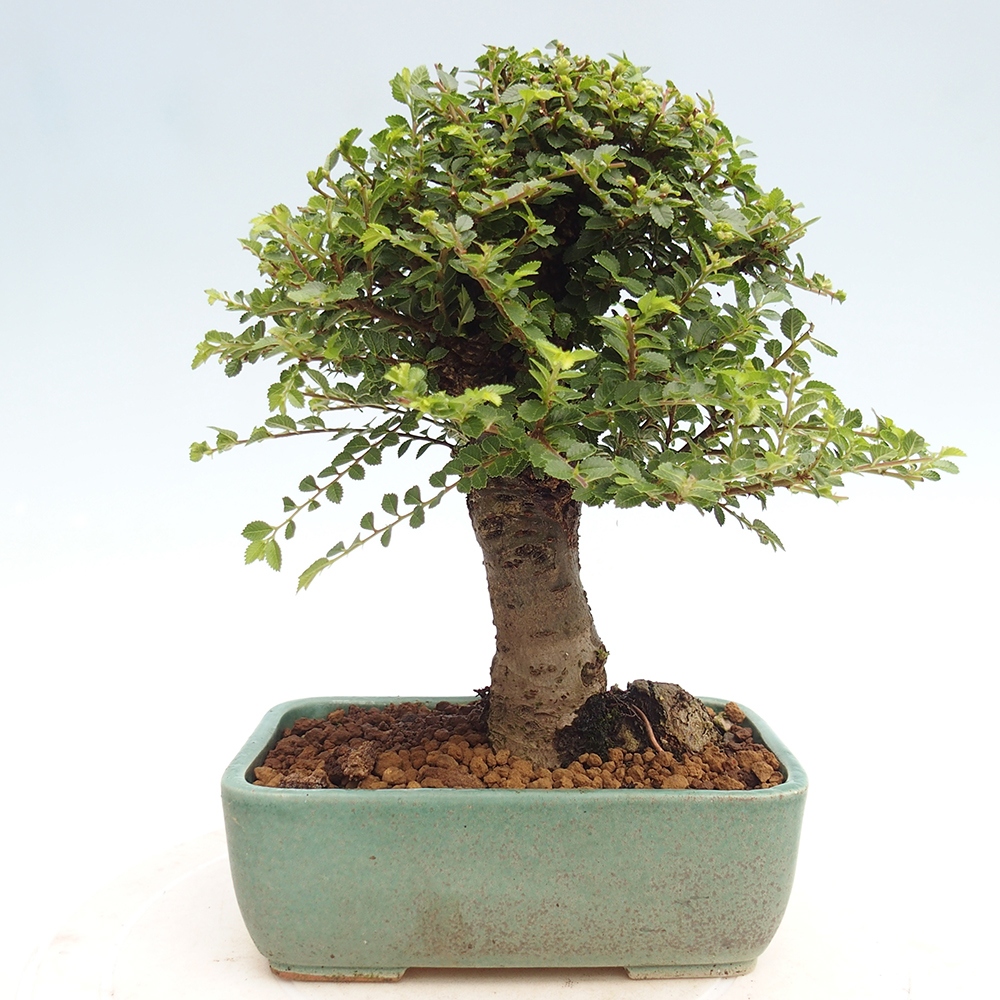 Bonsai zewnętrzne - Ulmus parvifolia Hokkaido - wiąz chiński