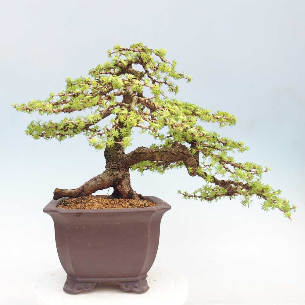 Bonsai zewnętrzne - Larix decidua - Modrzew