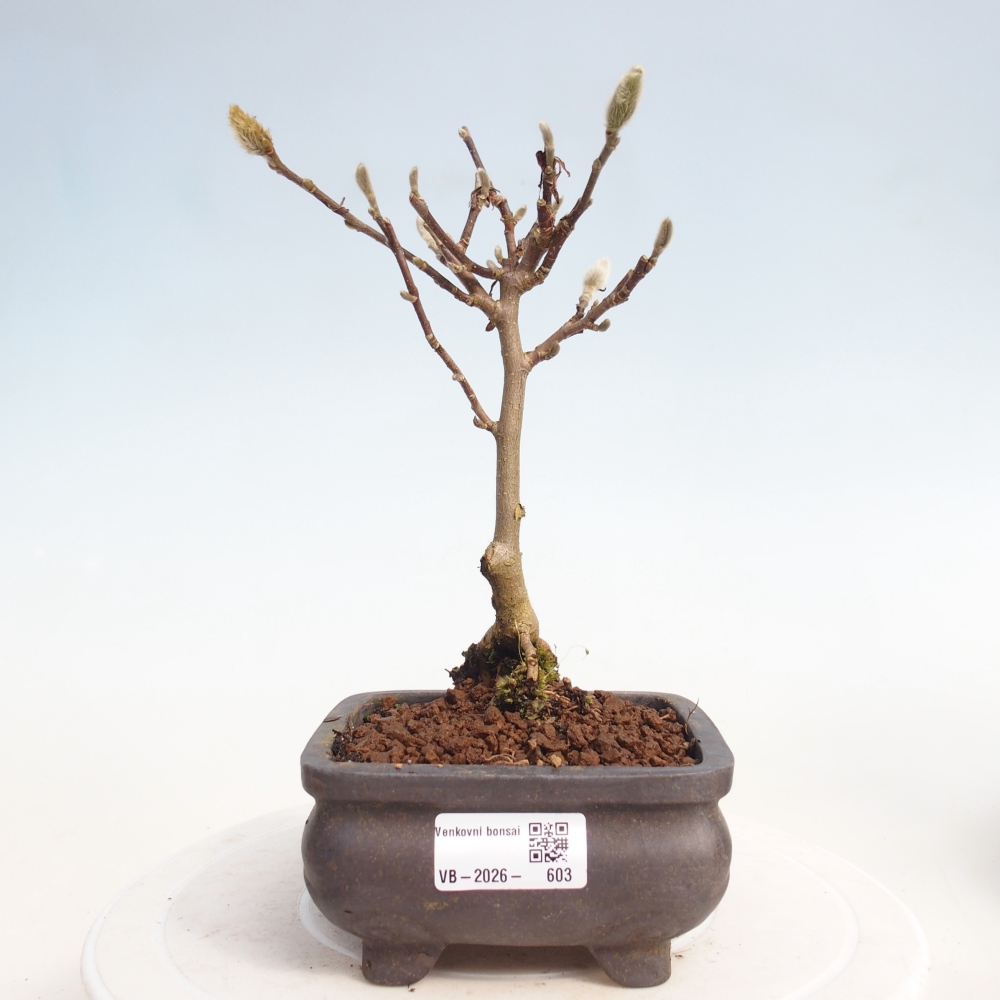 Bonsai na zewnątrz - Magnolia stellata