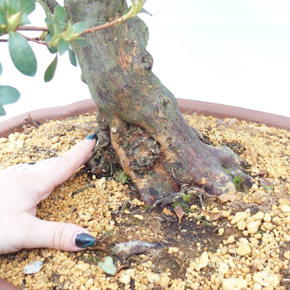 Bonsai zewnętrzne - Azalia japońska - Azalia Sansei