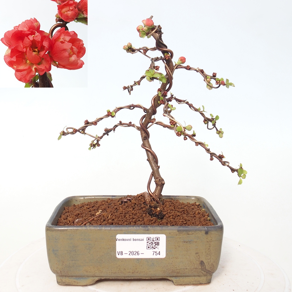 Outdoor bonsai - Chaneomeles s. Red Joy - Pigwa