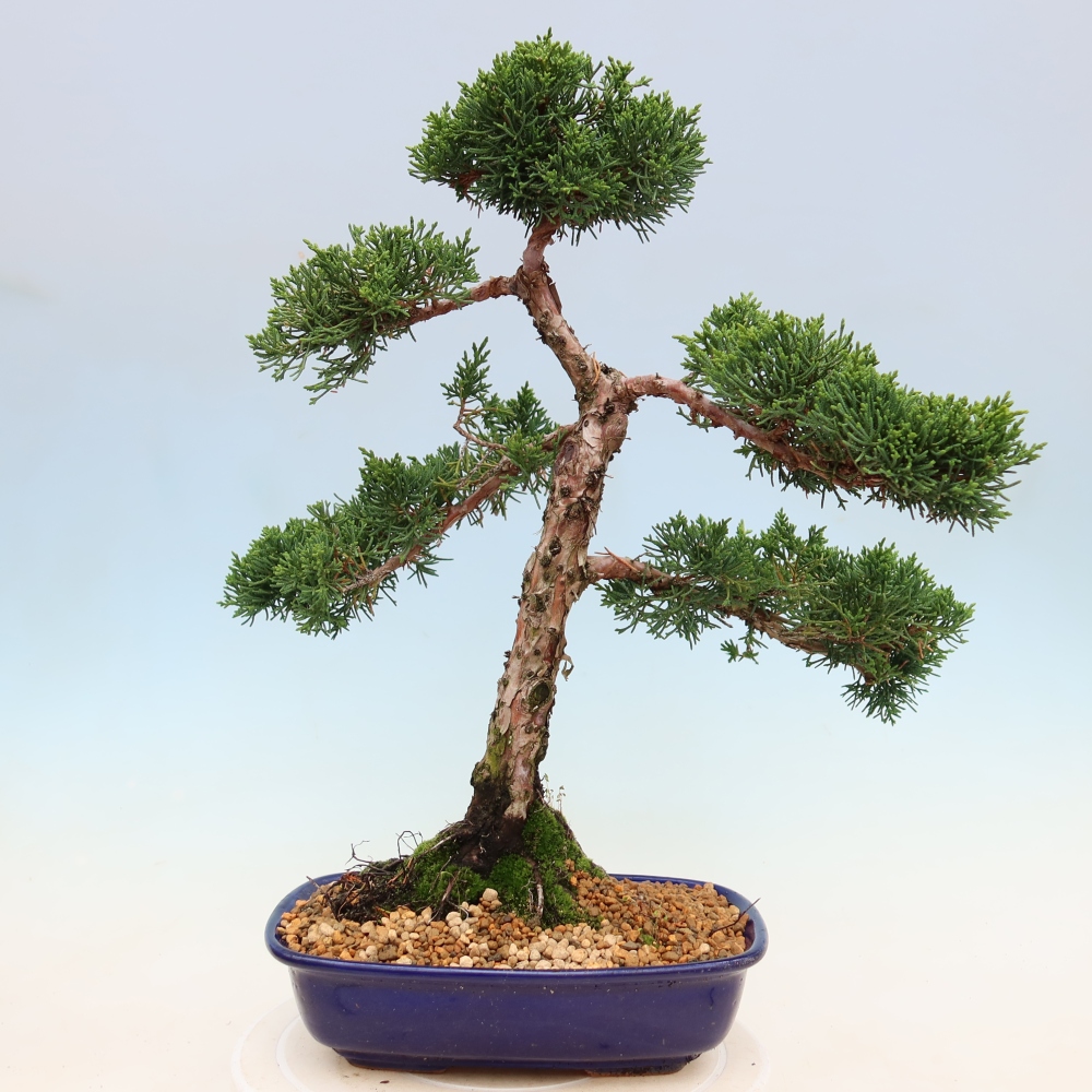 Outdoor bonsai - Juniperus chinensis Kishu
