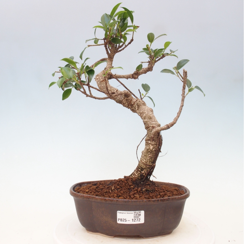 Kryty bonsai - Ficus retusa - figowiec drobnolistny